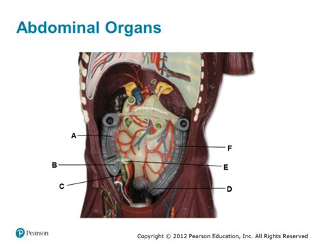 abdominal organs internal view diagram quizlet