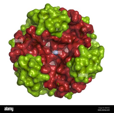 Insulin Peptid Hormon Chemische Struktur Wichtiges Medikament In Der