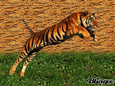 Running Tiger Animated