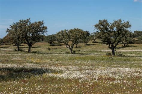 Premium Photo | Spring landscape in alentejo