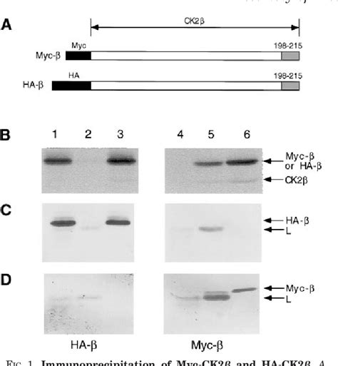 Figure 1 From The Regulatory B Subunit Of Protein Kinase Ck2 Mediates