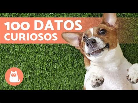 Descubre Al Perro M S Grande Del Mundo Datos Impresionantes Los