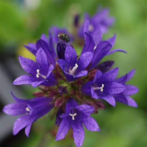 Campanula Glomerata Speciosa Klokjesbloem Kluwenklokje Appeltern