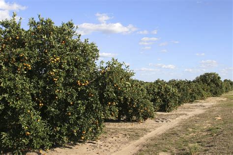 Field Tested Peptide Treats Citrus Greening Citrus Industry Magazine