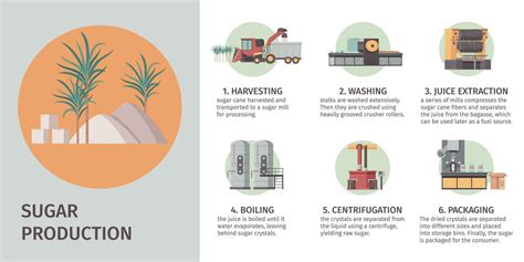 Sugar Production Infographic Set 24854165 Vector Art at Vecteezy