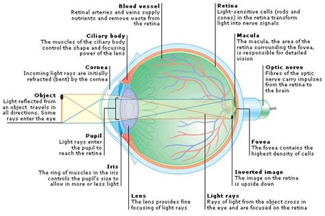 Medical Encyclopedia - Structure and Function: How the Eye Works | Structure and function ...