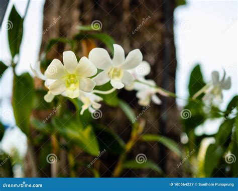 Beautiful Thai orchids stock image. Image of lovely - 160564227