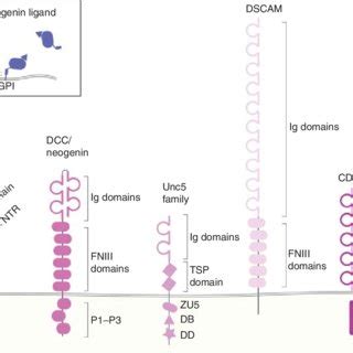 Schematic Of Eph Ephrin Structure And Signaling At Cell Cell Junctions