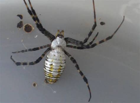 15 Different Types Of White Spiders With Pictures Mississippi Greens