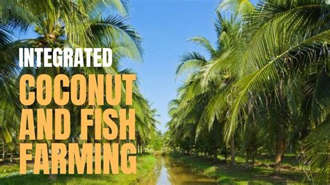 Integrated Coconut And Fish Farming Sustainable Agriculture