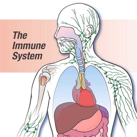 Immune Anatomy And Physiology Research Guides At Community College Of Baltimore County