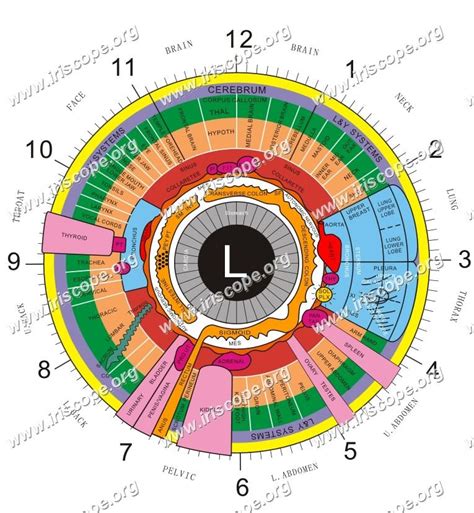 Iridology Map Of The Eye Maikong Iridology Camera And Iriscope Leading