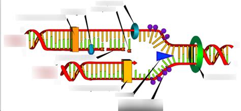 Semiconservative DNA part 1 Diagram | Quizlet