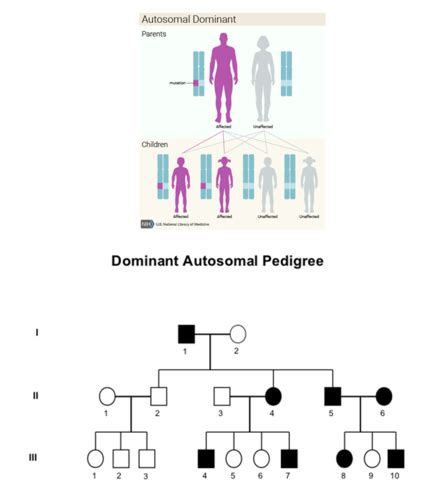 Genetic Inheritance Flashcards Quizlet