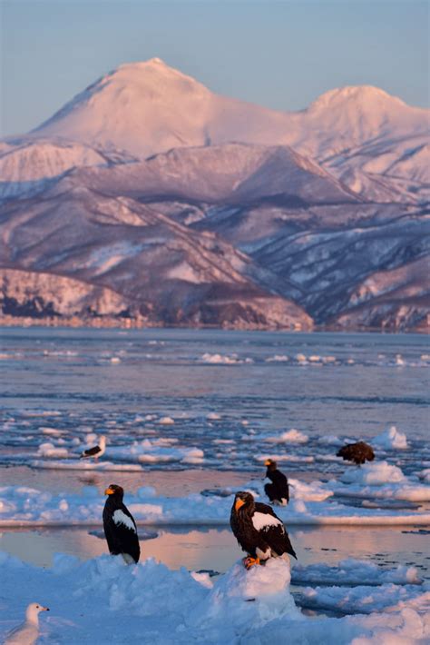 The Birds of Hokkaido - ZEISS Nature Observation