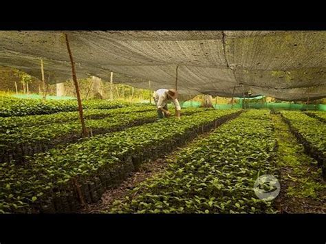 Cómo sembrar plántulas de café para vivero YouTube