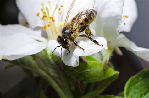 La Abeja Recoge El Polen En Una Flor Blanca De La Cereza Floreciente En