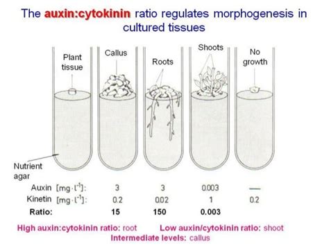 Hormone And Response Plant