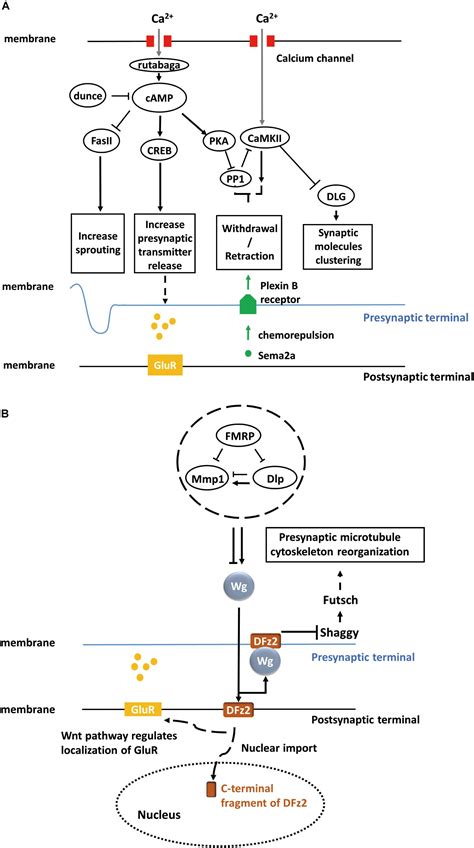 Frontiers Activity Dependent Synaptic Plasticity In Drosophila