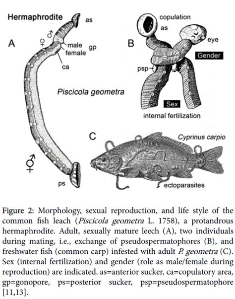 Marine Science Research Development Morphology Sexual Reproduction