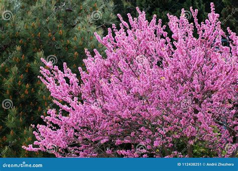 Redbud tree in bloom stock image. Image of spring, outdoor - 112438251