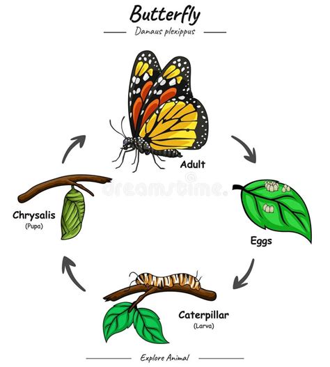 Ciclo De Vida Da Borboleta Ilustra O Do Vetor Ilustra O De Diagrama