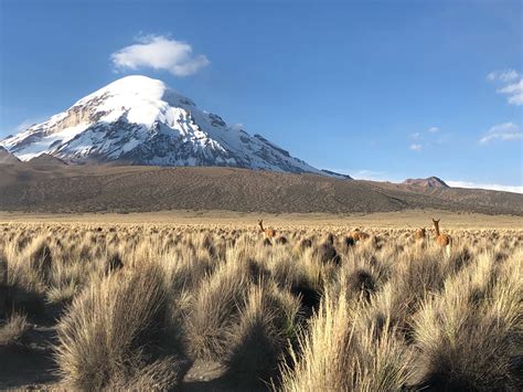 Visita Parque Nacional Sajama En Oruro Tours Actividades Expedia