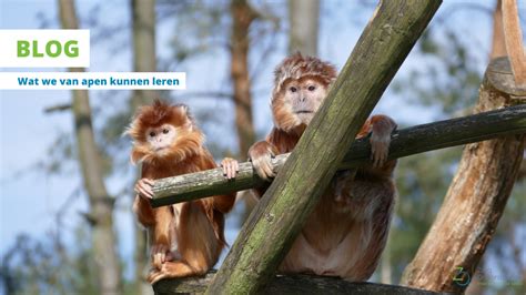 Zorgondersteuning Wat We Van Apen Kunnen Leren