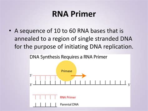 Rna Primer Function