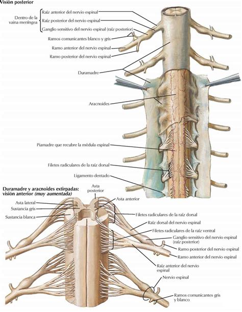 Médula Espinal Enfermería