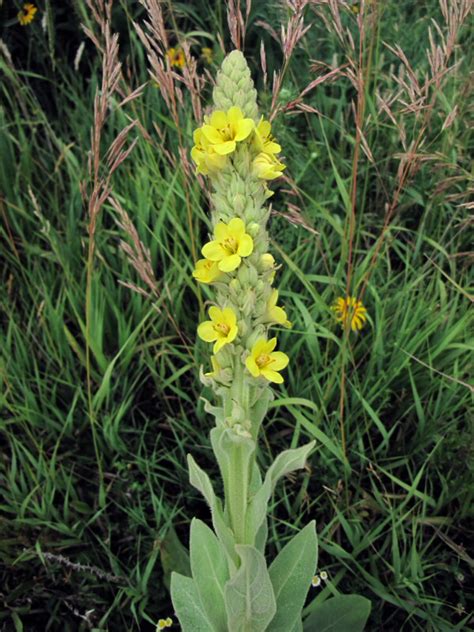 The Joyce Road Neighborhood Wildflower Common Mullein