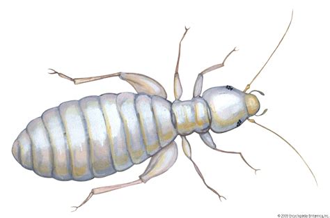 Booklouse | insect | Britannica