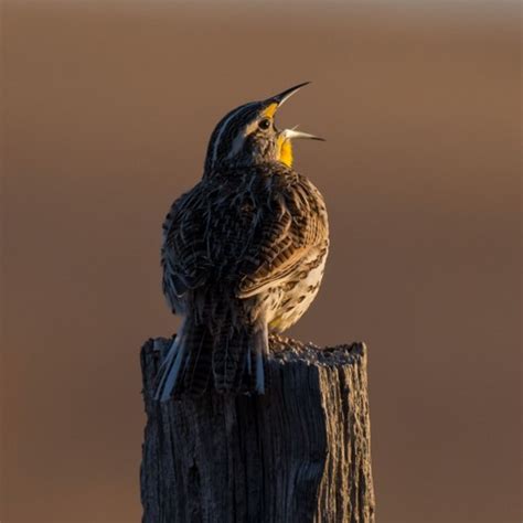 Stream Panhandle Afield Western Meadowlarks By Justin Haag Listen