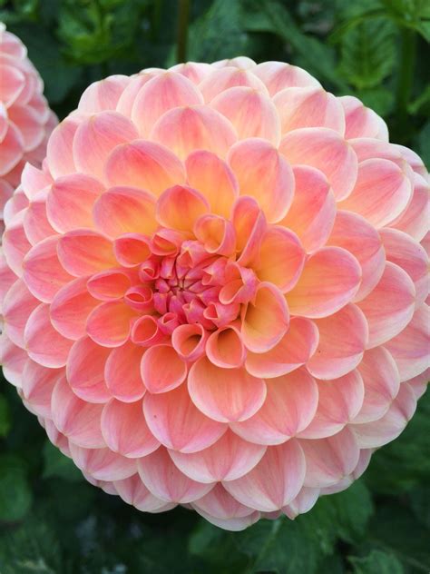 Gorgeous Peach Dahlia for SF Dahlia Garden