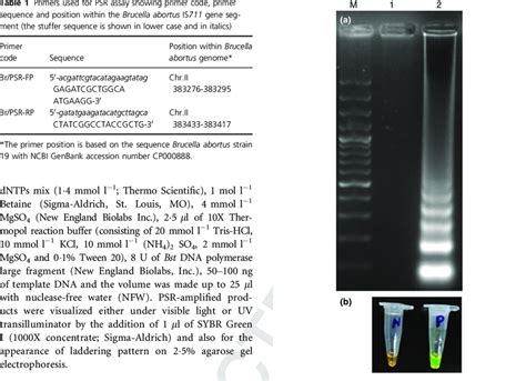 A Agarose Gel 2Á5 Electrophoresis Of Positive And Negative Download Scientific Diagram