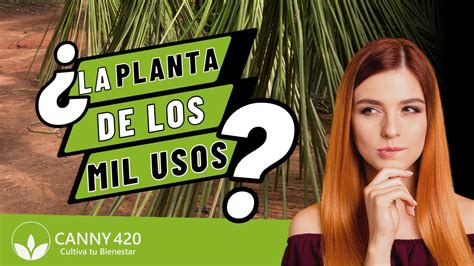 Cuál es la planta de los mil usos YouTube