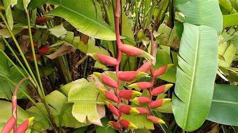 Tanaman Hias Heliconia