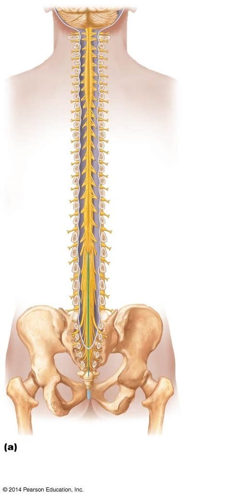 Gross Structure Of The Spinal Cord Dorsal View Diagram Quizlet