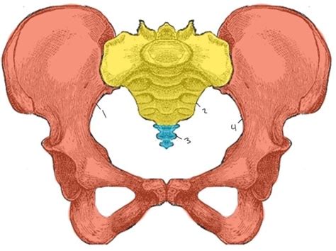 Pelvic Anatomy Flashcards Quizlet