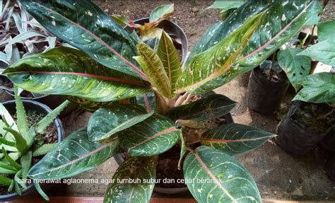 Cara Merawat Aglaonema Agar Tumbuh Subur Dan Cepat Beranak Penting