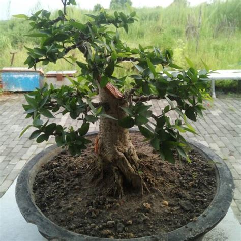 Jual Bonsai Anting Putri Shopee Indonesia