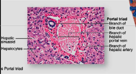 Histology Flashcards Quizlet