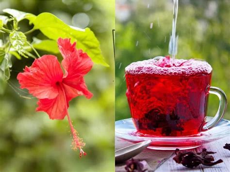 Hibiscus Flower Benefits In Hindi Best Flower Site