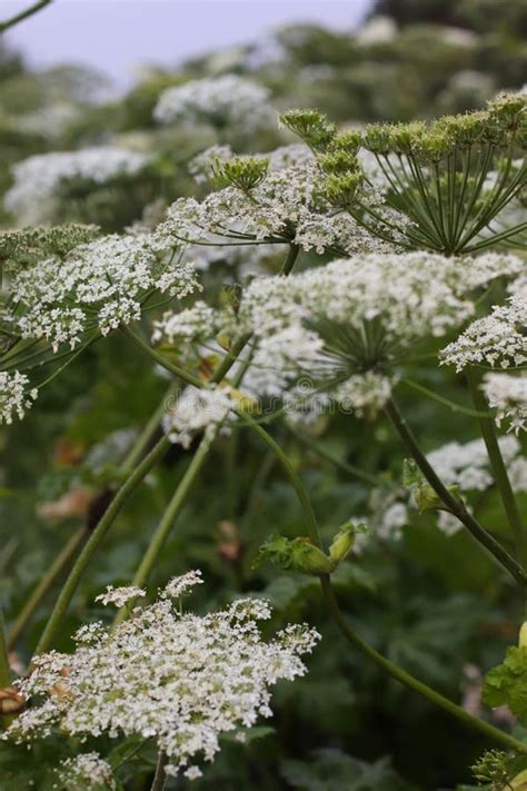 Pianta Di Hogweed Gigante Selvatica A Fioritura Eraceo Pianta