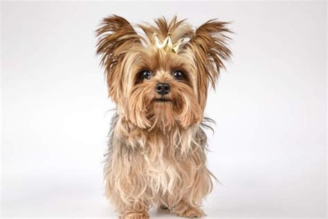 Cuánto crece un Yorkshire Terrier Vimar Alfambra