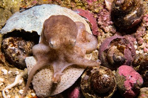 Pulpito Tehuelche Gu A De Especies Submarinas De Argentina Inaturalist