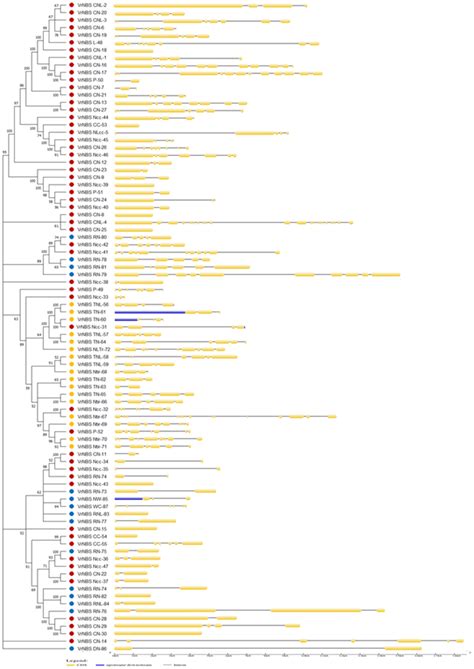 Intronexon Gene Structure Analysis Of Vrnbs Lrr Genes Download Scientific Diagram