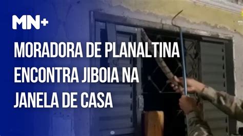 Moradora De Planaltina Encontra Jiboia Na Janela De Casa YouTube