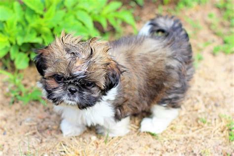 Amazing Shih Tzu Varieties That You Should Know About