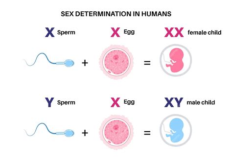 Premium Vector Sex Determination In Humans Male And Female Sperm And Eggs X And Y Chromosomes